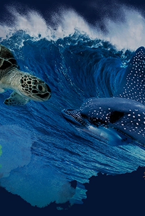 repsol sinopec brasil